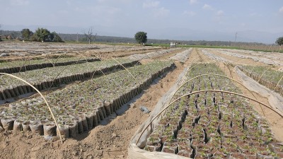 कृषिमा स्वयत् क्रान्तिको चर्चा
